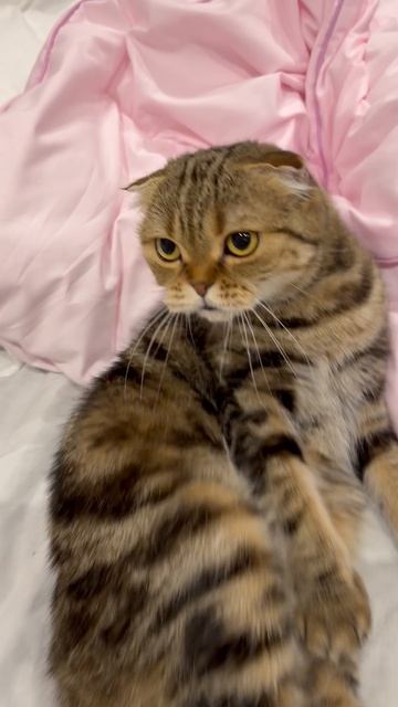 Милая шотландская вислоухая кошечка 😺🐱