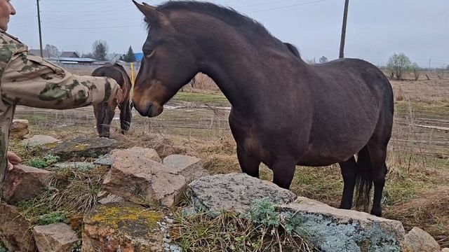 лошадки тоже пришли память 21.04.26