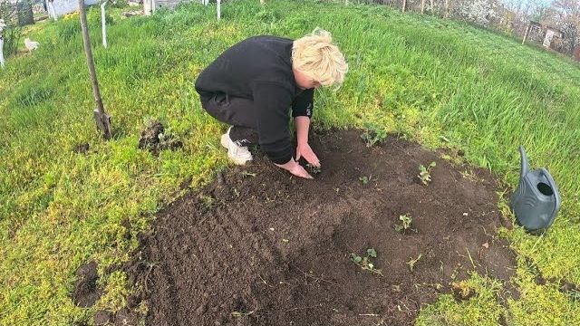 Губарева- ПЕРЕСАДИЛА  КЛУБНИКУ - ЖИЗНЬ В ДЕРЕВНЕ 🍓