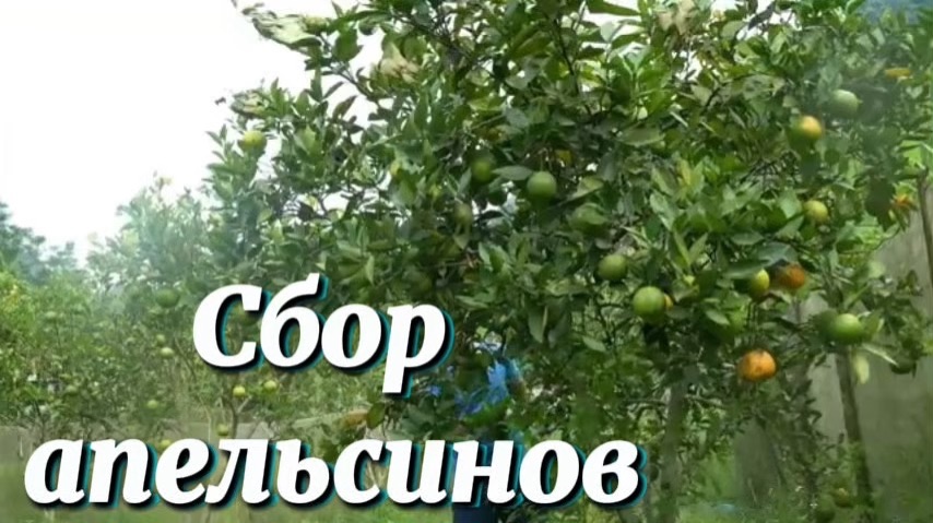 Сбор урожая в апельсиновых садах, отправятся на рынок для продажи. Чтобы купите ещё сети