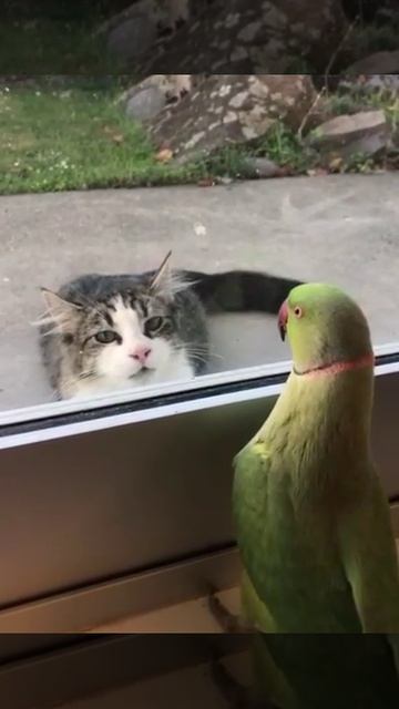 VID_20260421_222302_632.mp4