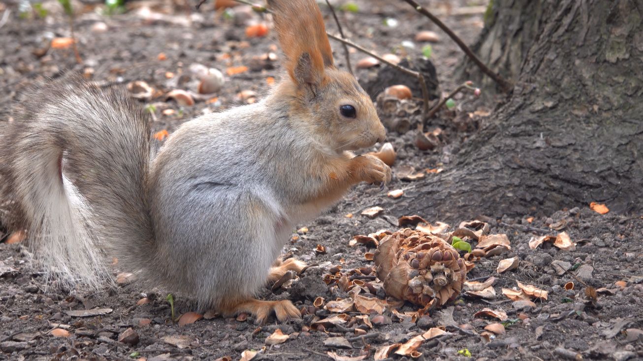 Копия Копии и Балерина. Зарисовка
