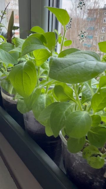 Петуния гигантская каскадная Тайфун F1 Хот Пинк