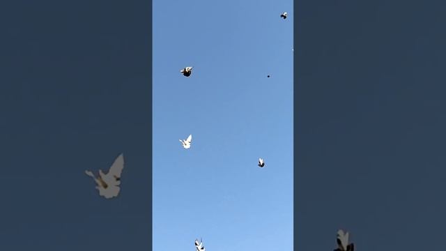 Полёт серпастых. голуби Губанова Сергея, Новониколаевка, 89370867781. Подъёмы в любую погоду.