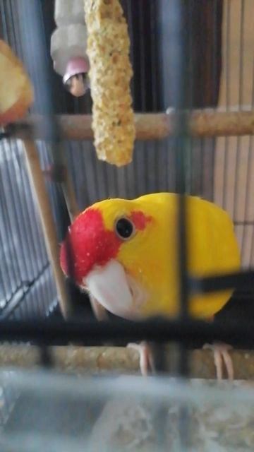 VID_20260422_171703.mp4