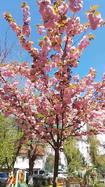 VID_20260420_122536.mp4