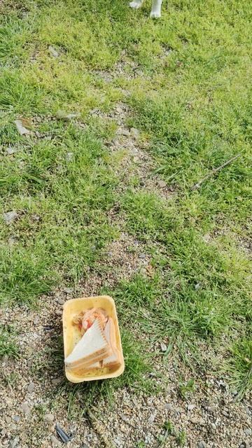 Красатулечка с красивыми ушками пришла за вкусняшками.