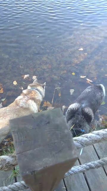 Осень. Терлецкий парк. Прогулка (video_2022-10-27).