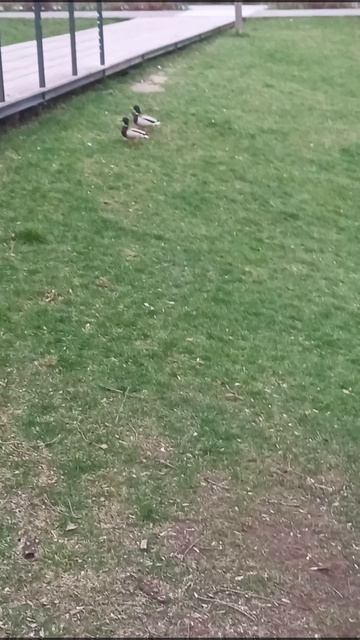 Парк Утками 🦆 красивые