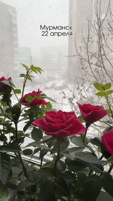 опять метель ?