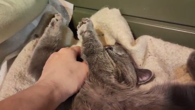 😺мои котики 😺