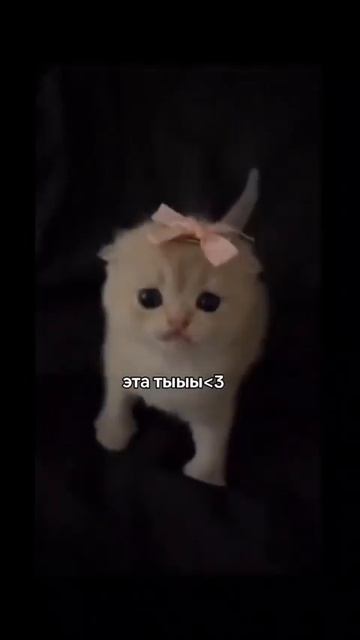 Клип @meowtaverse