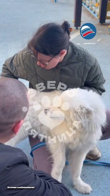 Невероятное спасение на высоте: заперли пса на несколько дней без еды и воды в Петербурге