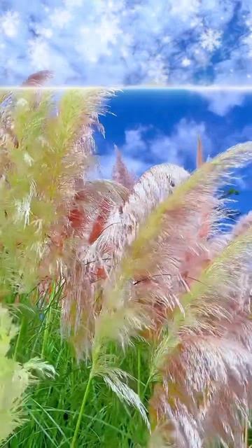 #katyboro #видеооткрытка      #рекомендации #врек #топ #врекомендации