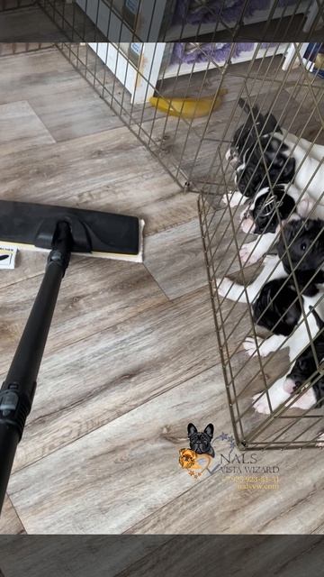 Уборка - это важно, тем более с такими помощникам!