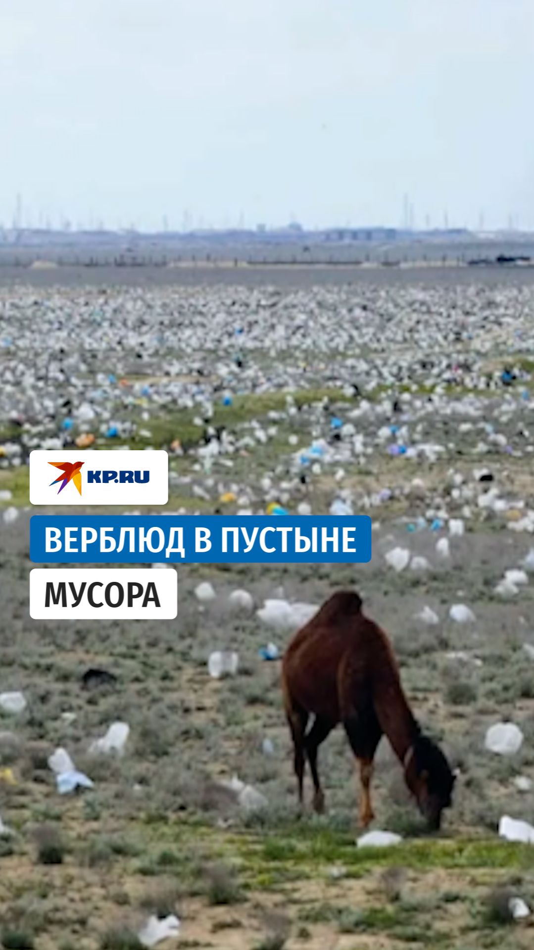 В Казахстане засняли верблюда, гуляющего среди пластика