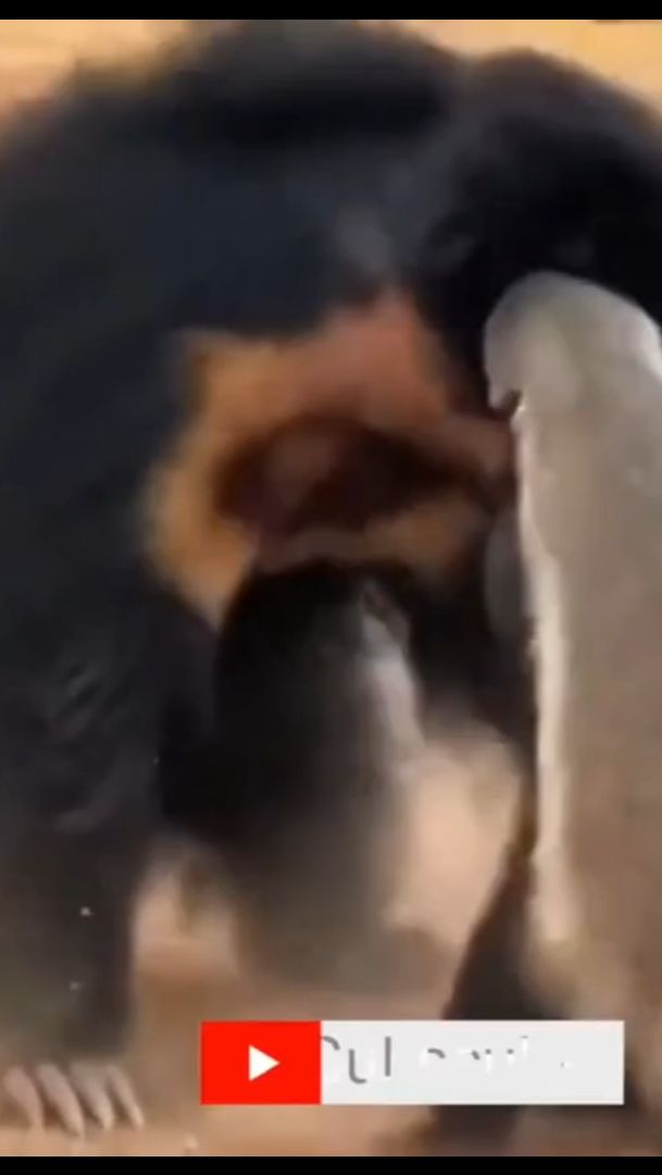 Медоед залупается на всех