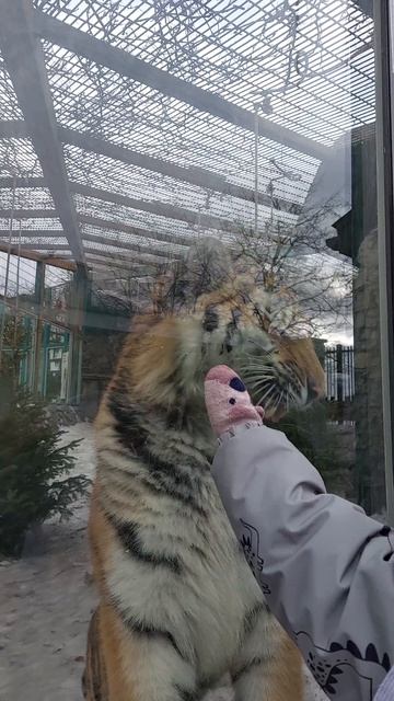 Тигрррр! #тигр#ленинградскийзоопарк#животные#большиекошки#хищник