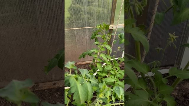 помидор осмотр куста удаление пасынков 22 апреля #теплица #дача #садоводничество #огород #уходзатепл