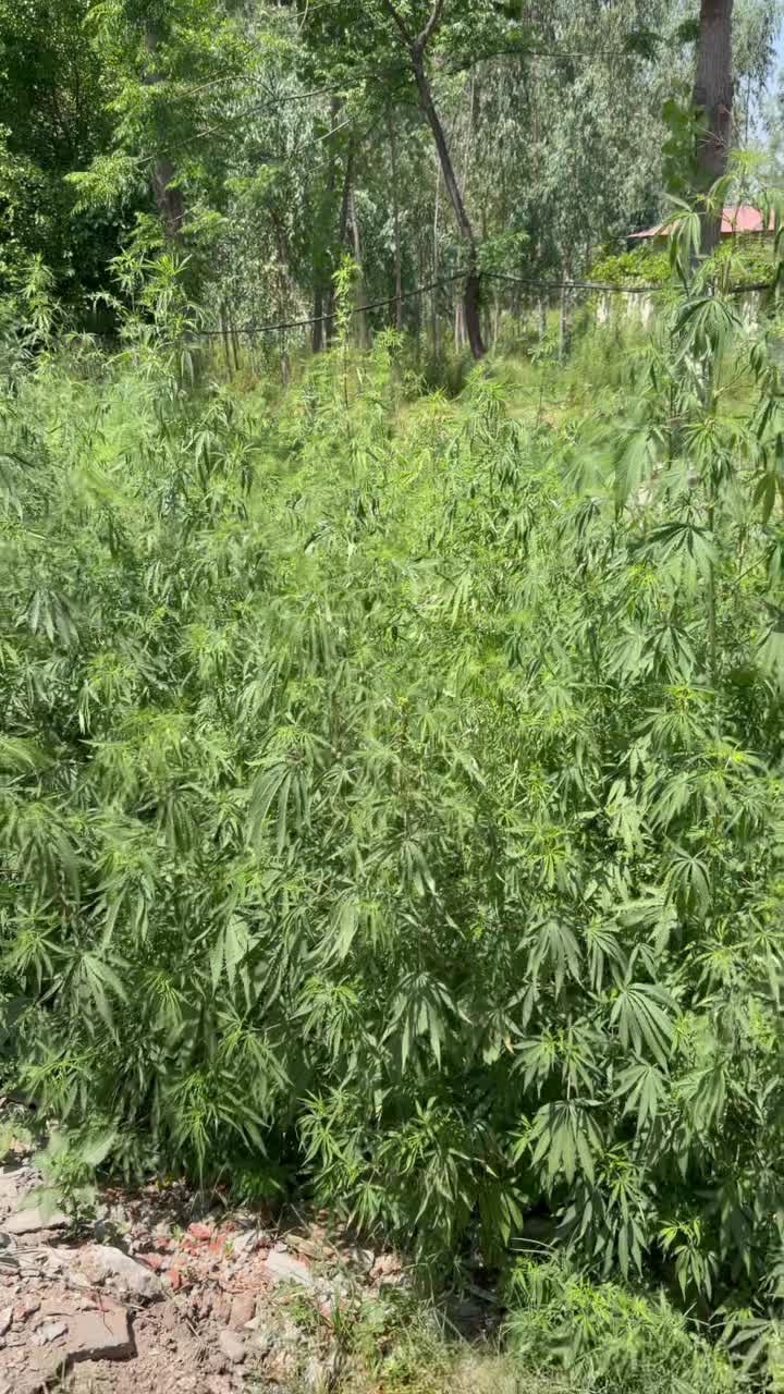 Марихуана растет прямо на обочине