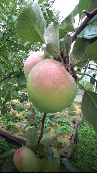 Сколько яблонь надо на семью