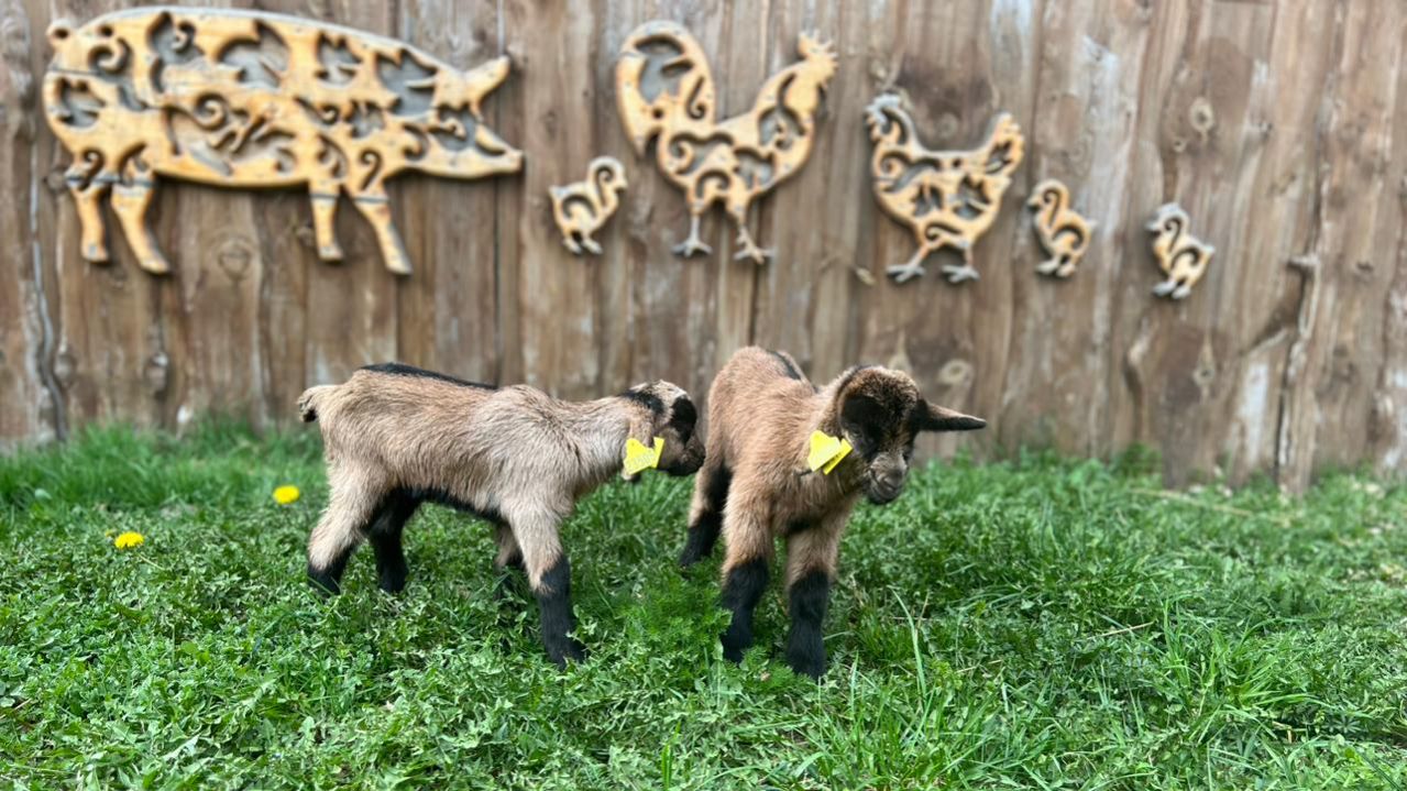 Песня о ферме «Альпийские козы»