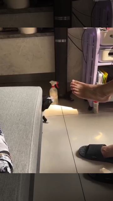 И кошачьей мяты не надо.