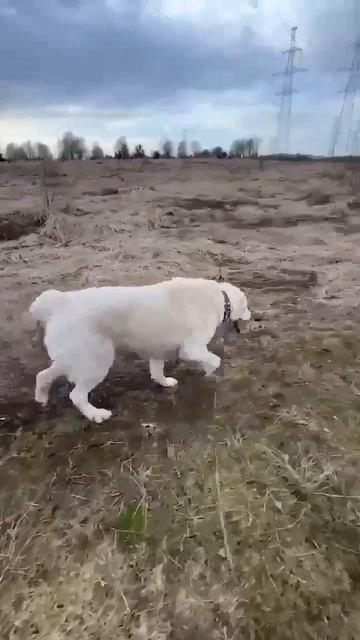 Серьезный мачо САО Тайлер 🍀ищет 🏠❗Пост в описании 🎥 #dog #собака #алабай #animals #любовь #сао