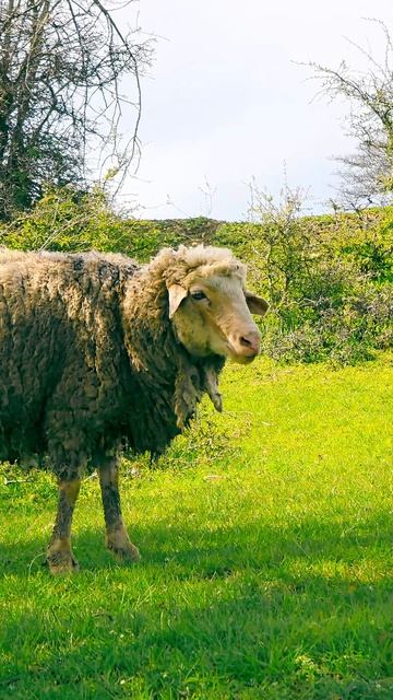 🌄 Ленинаул. Село, где природа говорит с душой. Горы, реки, родники, тишина…