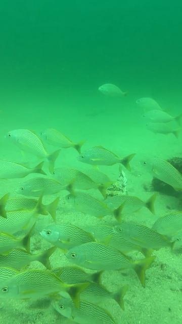 Окружён косяком рыб — погружение в Ла Калетас 🌊🐟