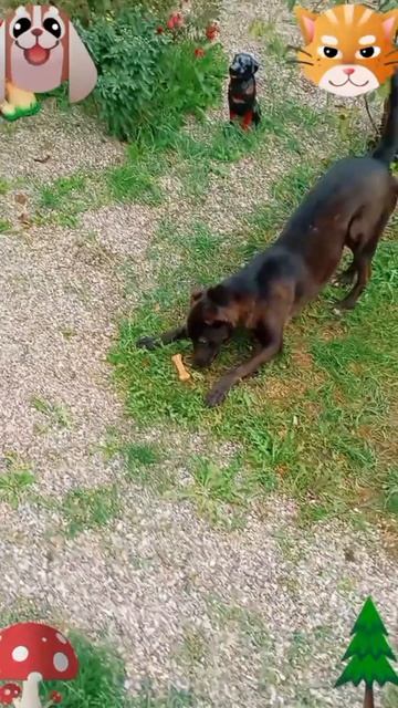 Джек и челендж-2🐶🐱😅