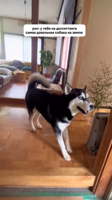 этот вайб на догситтинге 🤌🤌