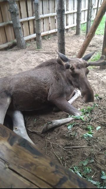 Лось в зоопарке