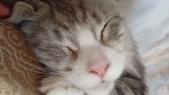 Нэнси спит 😴😴😴😴