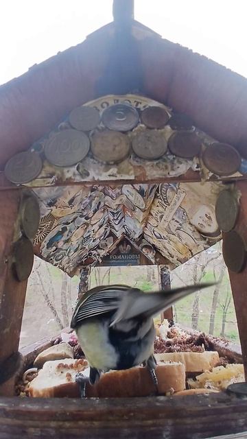 1000016019.mp4Кормушка.22.04.2026г.