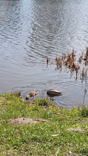 Медовый месяц 🦆🦆😝