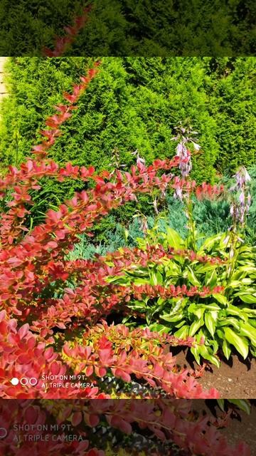 video_2026-03-18_21-25-42