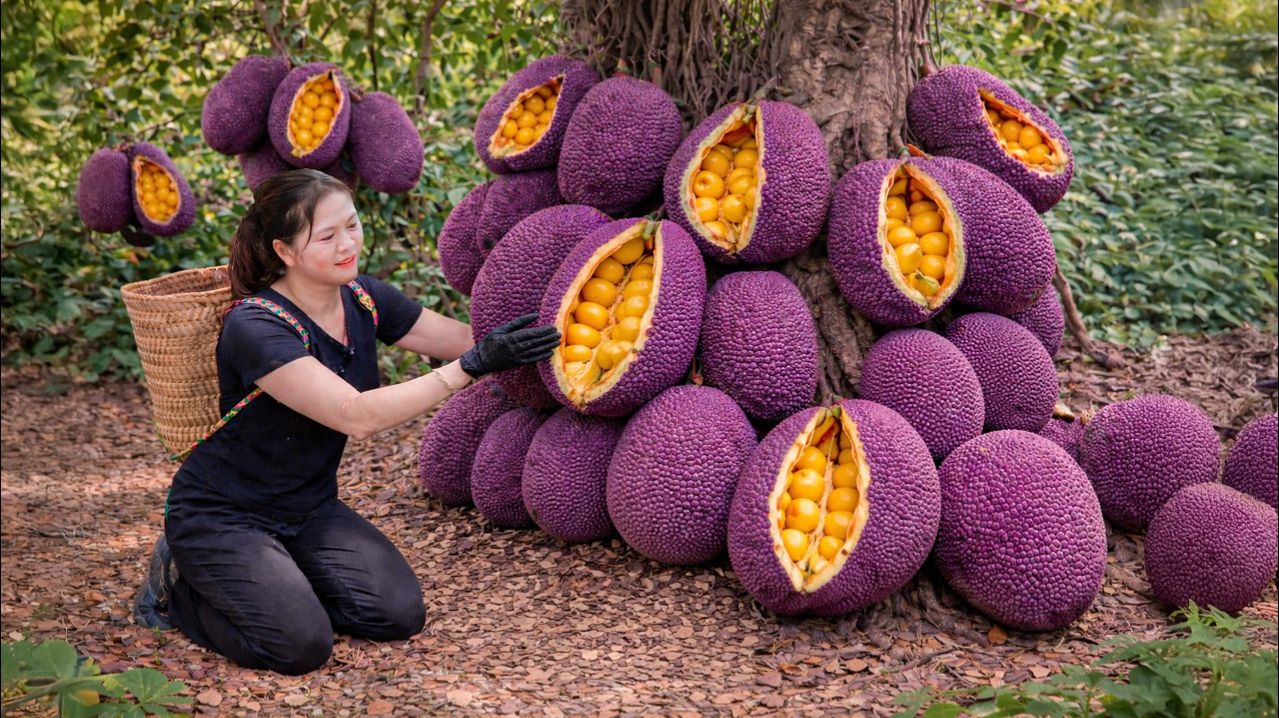 Сбор редкого фиолетового джекфрута и приготовление клейкого риса | Деревенская жизнь на природе.