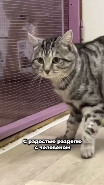 Ищу того, с кем можно мурчать на диване... | Леонард