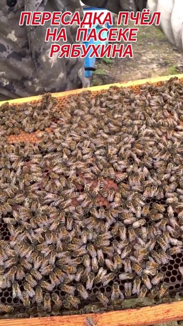 ПЕРЕСАДКА ПЧЁЛ ВЕСНОЙ В ЧИСТЫЙ УЛЕЙ.