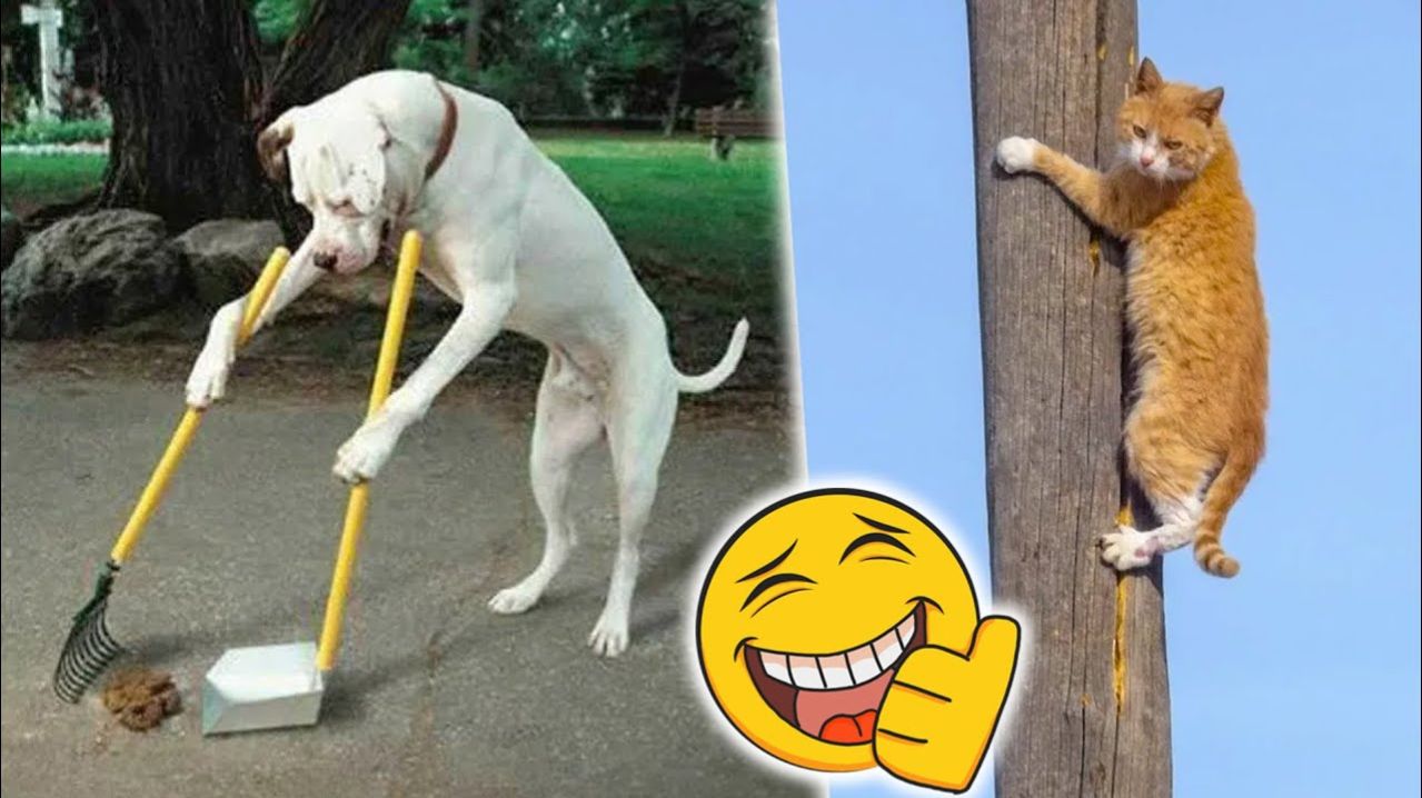 СМЕШНЫЕ КОТЫ | ЛУЧШИЕ ПРИКОЛЫ С КОТАМИ, СОБАКАМИ, КОШКИ, СОБАКИ, ЖИВОТНЫЕ, СМЕШНОЕ ВИДЕО