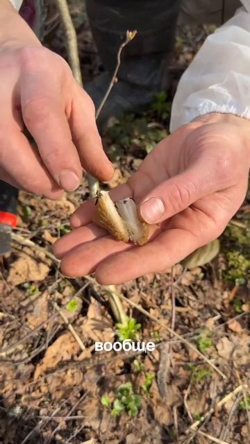 Сморчок и нейрокухня: как гриб влияет на мозг и настроение