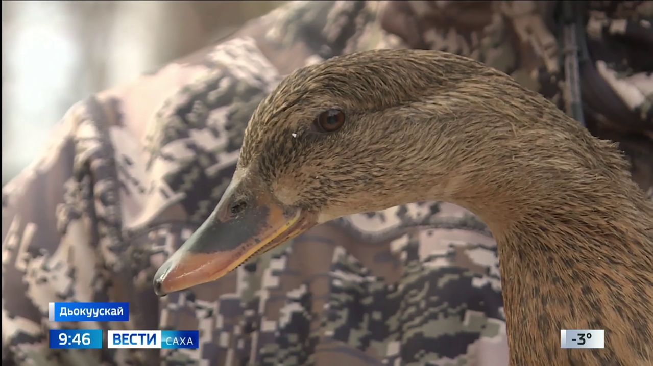 09:30 ВЕСТИ САХА 22/04/26 НА ЯКУТСКОМ ЯЗЫКЕ