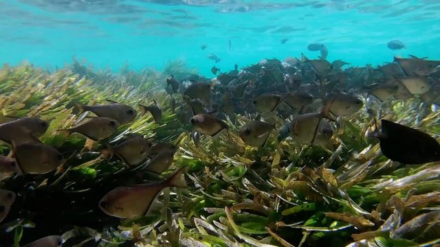 💫Magical music💫 Umar Keyn - Best Vocal Mixes (deep house) #4.mp4