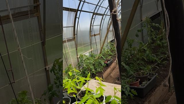осмотр теплицы 22 апреля #теплица #дача #садоводничество #огород #уходзатеплицей