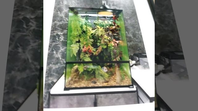 Как ухаживать за хамелеоном