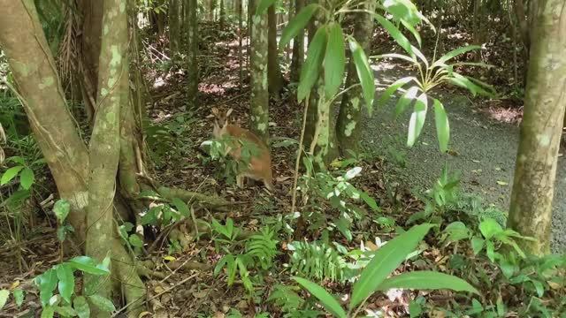 Кенгуру с детёнышем в парке Паронелла с испанским замком на севере Австралии. Север Квинсленда