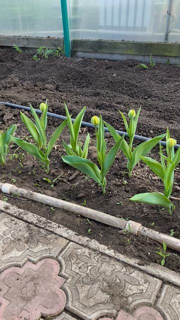 тюльпаны после кальциевой подкормки 22 апреля #теплица #дача #садоводничество #огород #уходзатеплице
