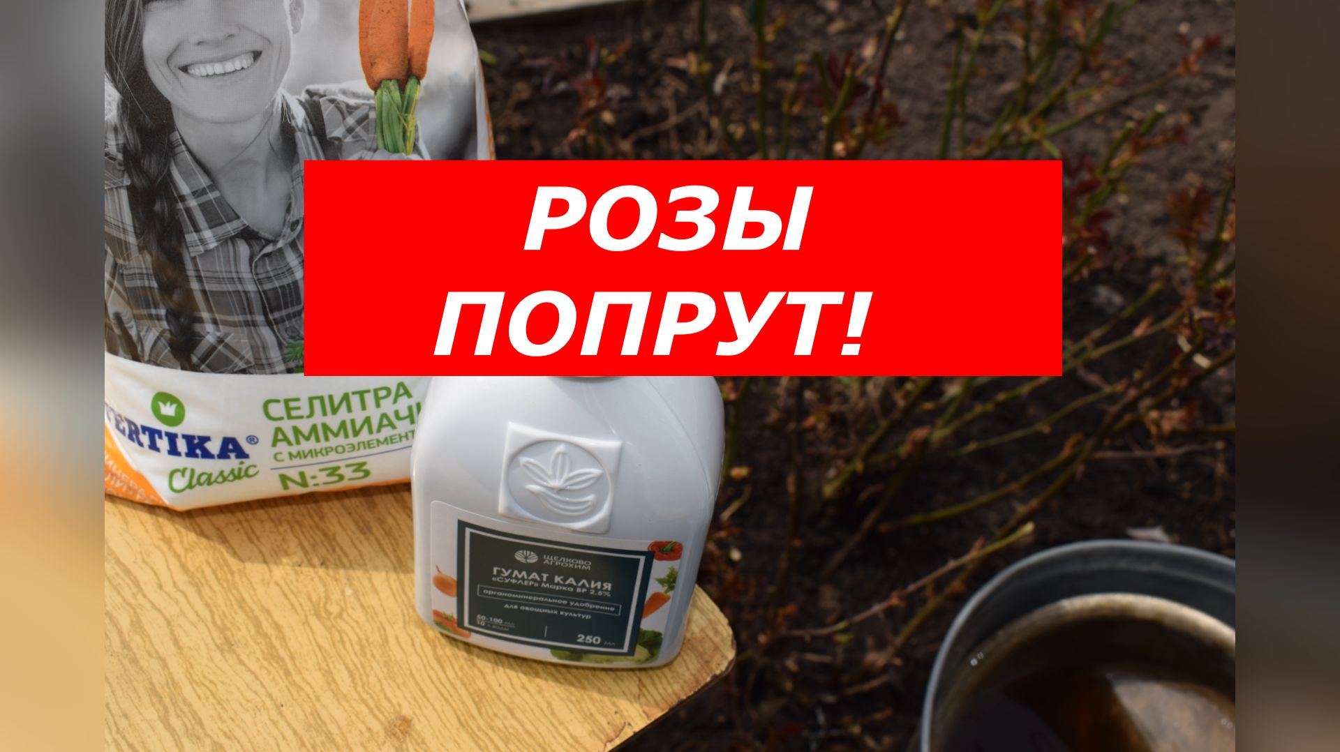 Розы попрут как на дрожжах! Лучшая весенняя подкормка: селитра и гумат
