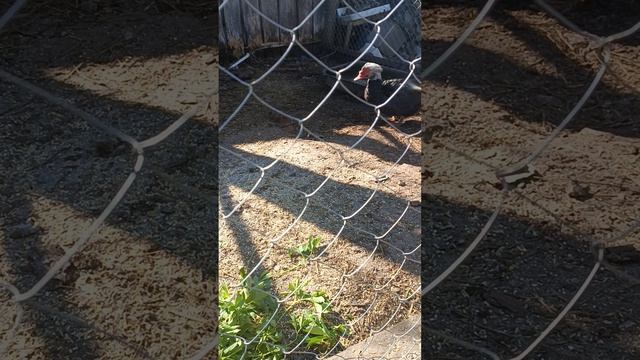 весна на даче. #индоутка # уютныйдом